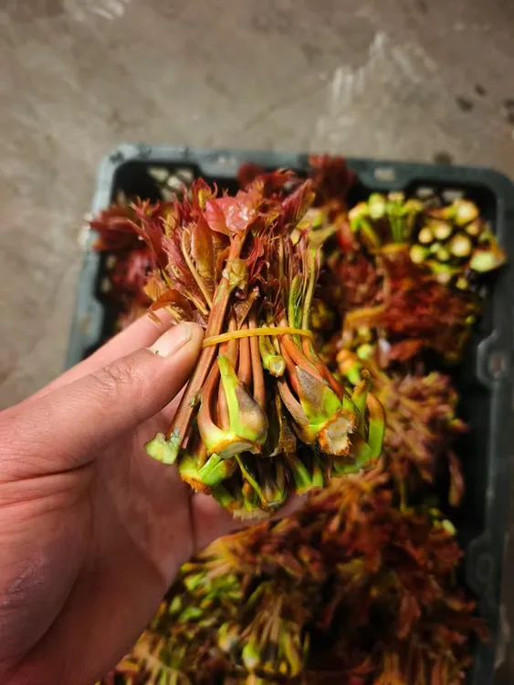 四川大竹高原香椿芽新鲜采摘天然露天生长红椿芽顺丰空运