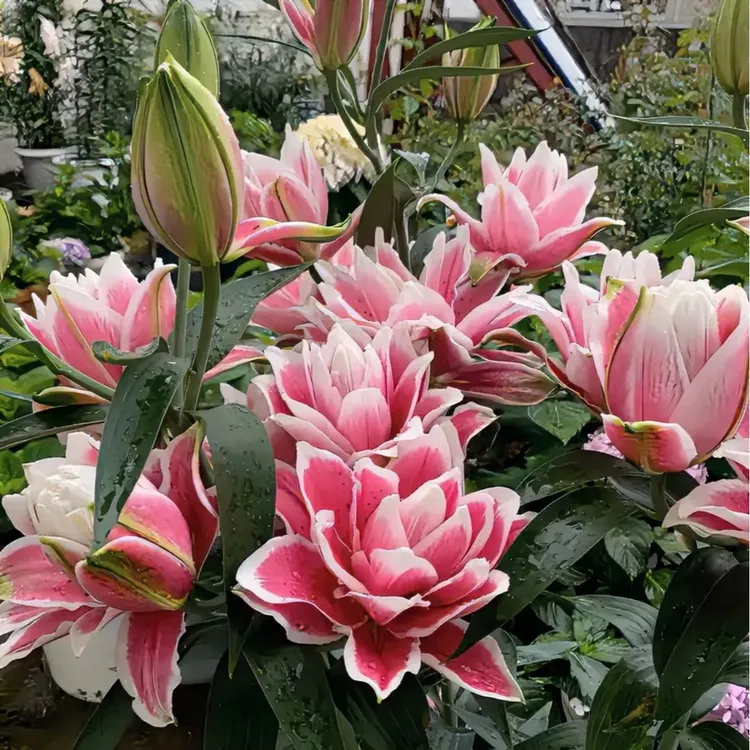 浓香型进口香水百合花重瓣四季种植耐寒耐高温花卉绿植盆栽好养活