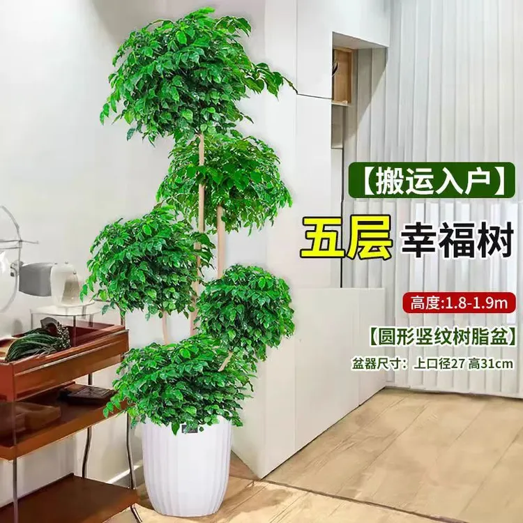 【五层幸福树】1.8米以上客厅大型落地绿植盆栽四季常青净化空气