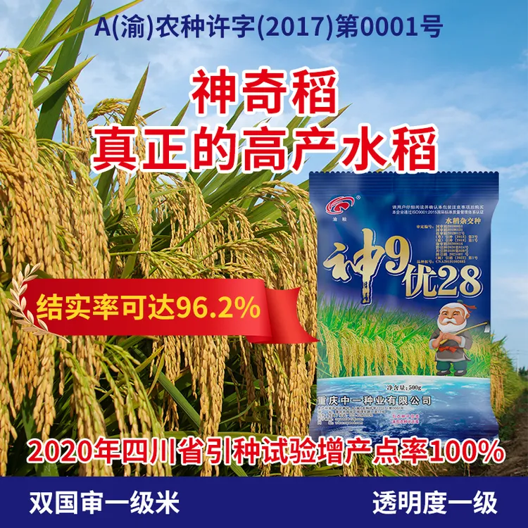 双国审透明度一级香米稻种  高结实高增产高出米高抗再生水稻种子