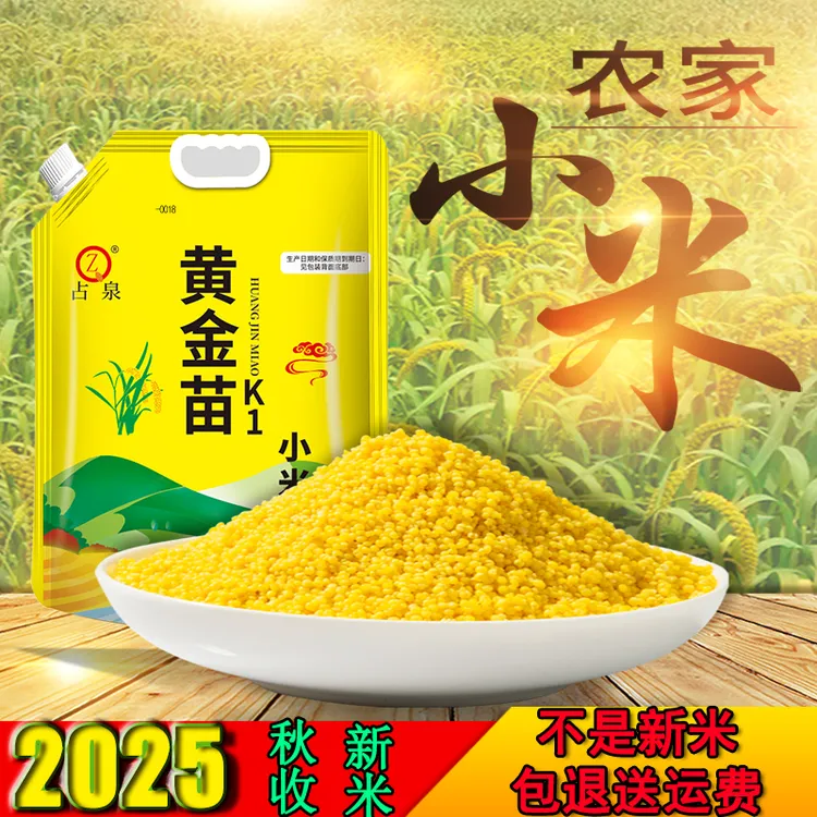 占泉2025年秋收黄金苗K1小米辽宁朝阳建平直发5斤装