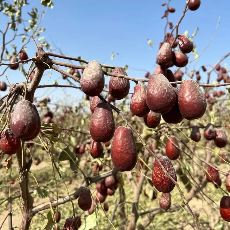 2025年新疆和田大枣 5斤装 3.5-4.5公分原生态不加工新疆直发包邮