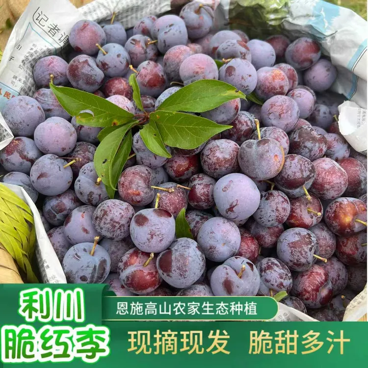 正宗恩施高山脆红李农家自种新鲜采摘茵红李脆甜多汁脱骨李包邮