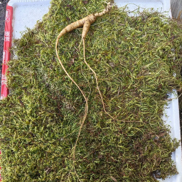 二十四五年的野外飞籽参须条清亮，珍珠点清楚，形状优美泡酒炖汤