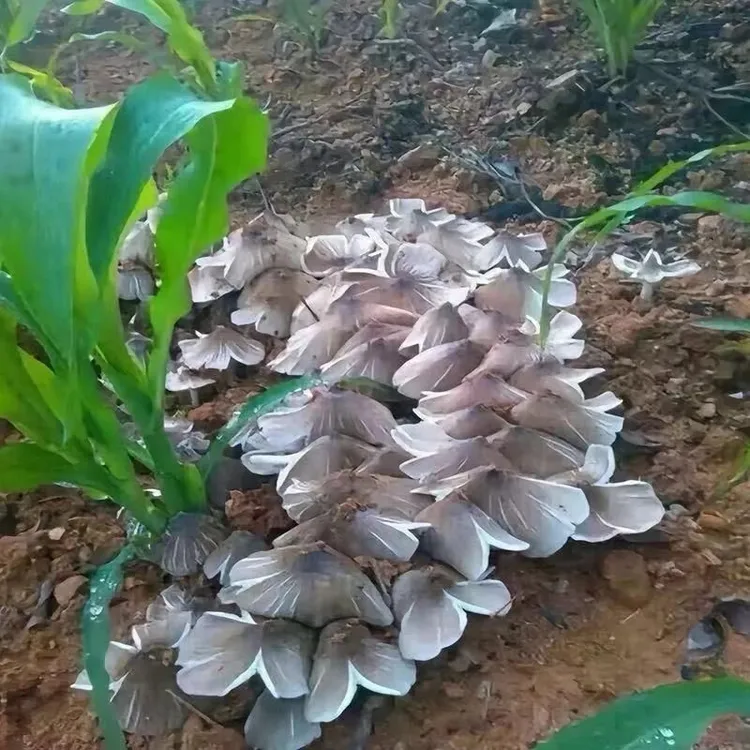 鸡枞菌高产菌伞把菇三塔菌鸡肉菌草菇香草菇四季可种原种菌包菌种