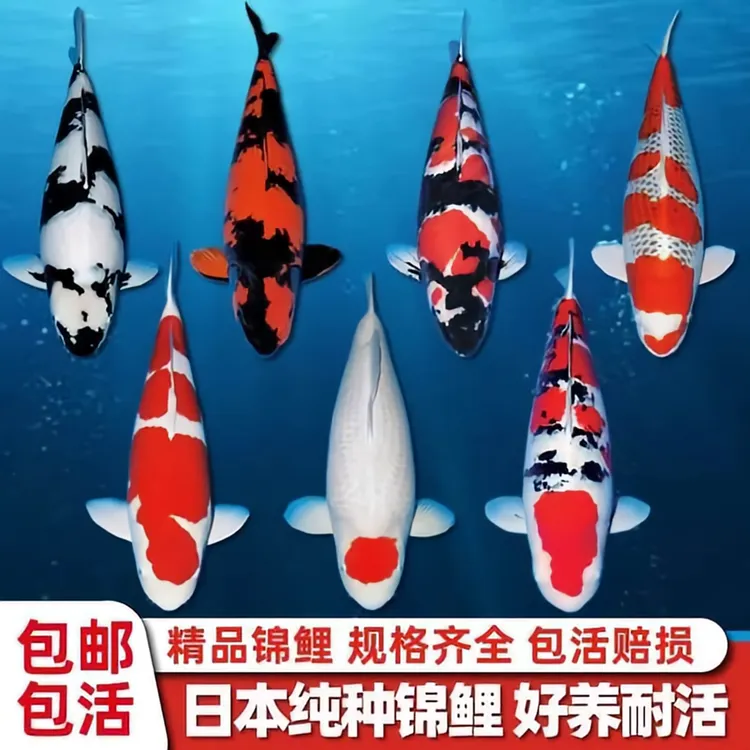 纯种精品观赏锦鲤昭和白写绯写冷水淡水招财金鱼易养耐活鱼苗