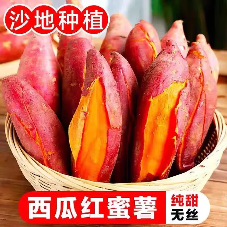 新鲜现挖沙地西瓜红蜜薯香甜粉糯无丝糖心烤红薯地瓜番薯