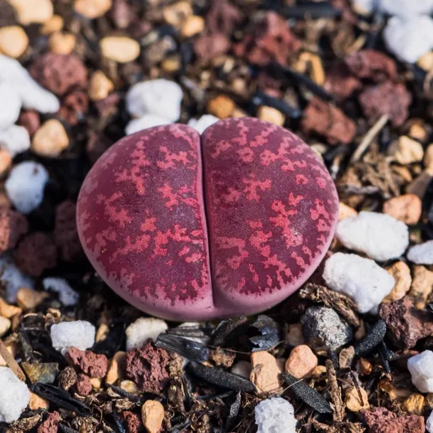 酒红紫薰多肉植物适合办公室桌面阳台摆放紫色生石花贵货