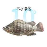 鲜活罗非鱼1条 约450g
