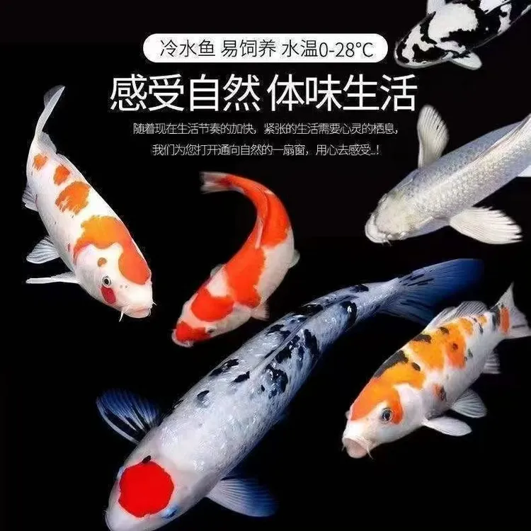 批发锦鲤鱼淡水观赏鱼红白高档金鱼鱼苗耐活好养招财鱼冷水鱼