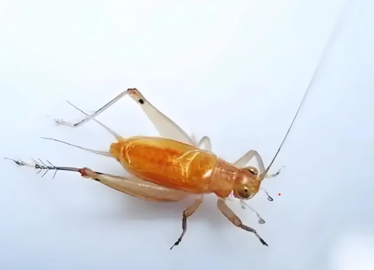 人工冬汊口大黄蛉非常好