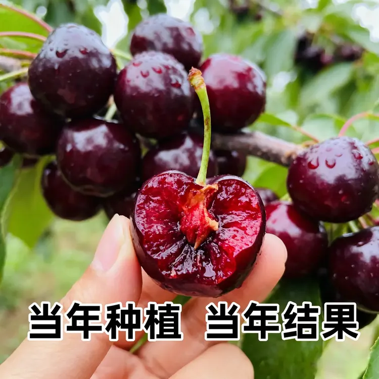 特大果车厘子树苗南北方阳台庭院盆栽地栽种植果树苗当年结果耐寒商品图