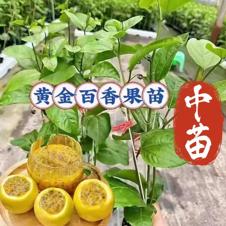 新品黄金9号百香果中苗纯甜无酸四季结果原土原杯发货