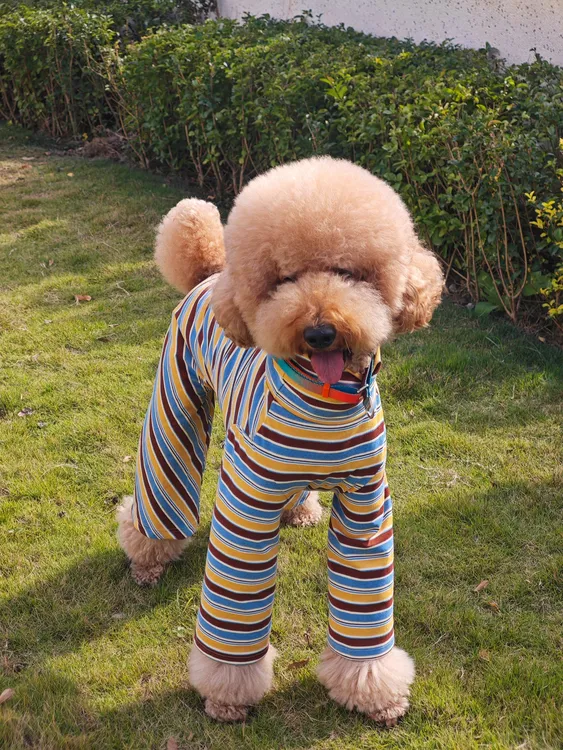 于大熊巨贵衣橱巨贵条纹四脚裤小狗狗宠物服装适合巨型贵宾衣服