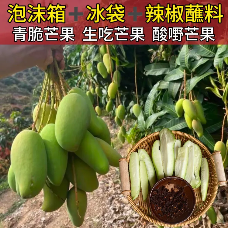 现摘青芒果酸脆云南广西新鲜酸芒果酸脆爽口生吃芒果孕妇酸嘢芒果