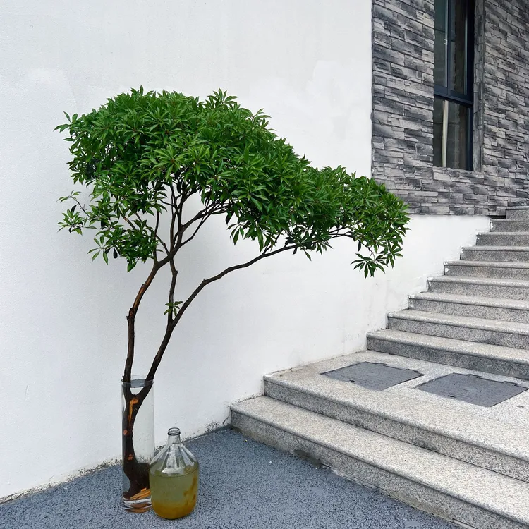 马醉木绿植物水培鲜切吊钟修剪办公室窗台光照厅精致高端养护生长
