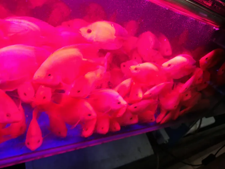 血红鹦鹉鱼热带观赏鱼招财耐活适合水族新手淡水鱼