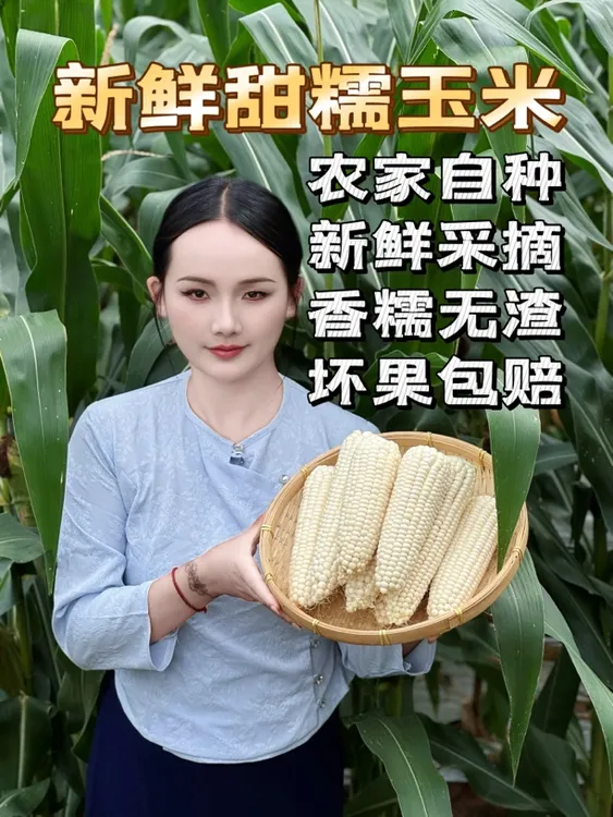 云南高山牛奶甜糯玉米清甜爆汁奶香浓郁新鲜包谷现摘现发整箱发货