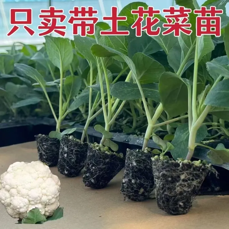有机花菜秧苗椰菜秧苗青花菜蔬菜苗青梗松花菜四季庭院盆栽批发