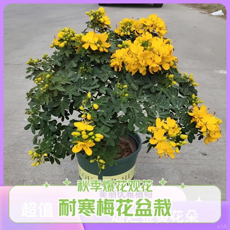 黄金梅盆栽耐寒花卉绿植【秋季爆花机器】黄金万两独杆带花庭院植物