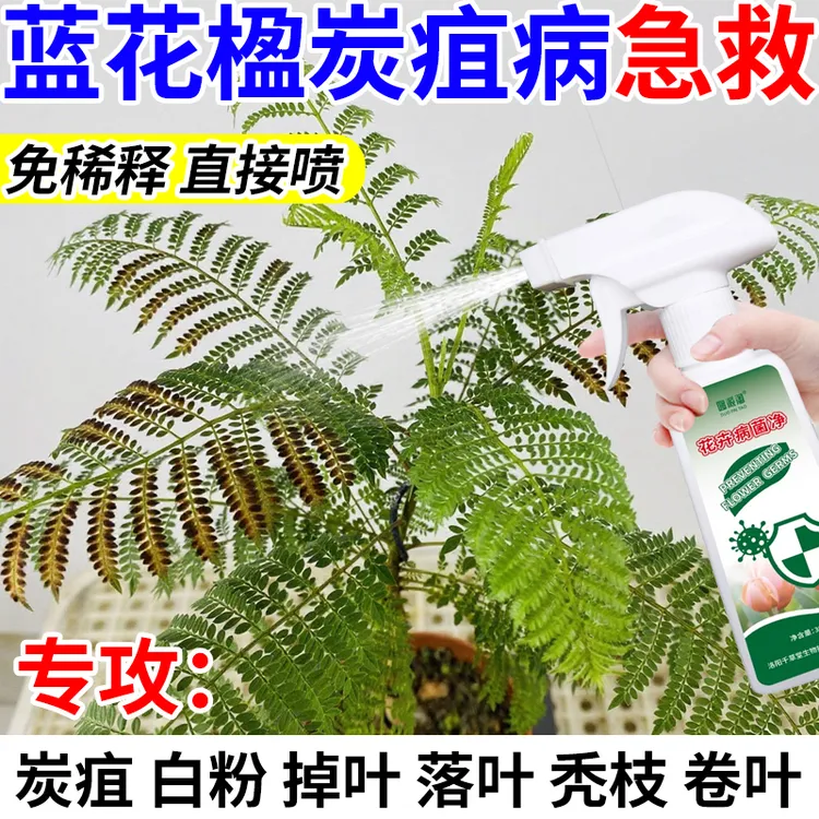蓝花楹炭疽病专用喷剂植物营养液防叶子发黄掉叶焦尖急救专用肥料