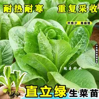 速生直立生菜苗秧罗马绿麦香菜种子耐热春秋四季盆栽蔬菜生吃脆甜