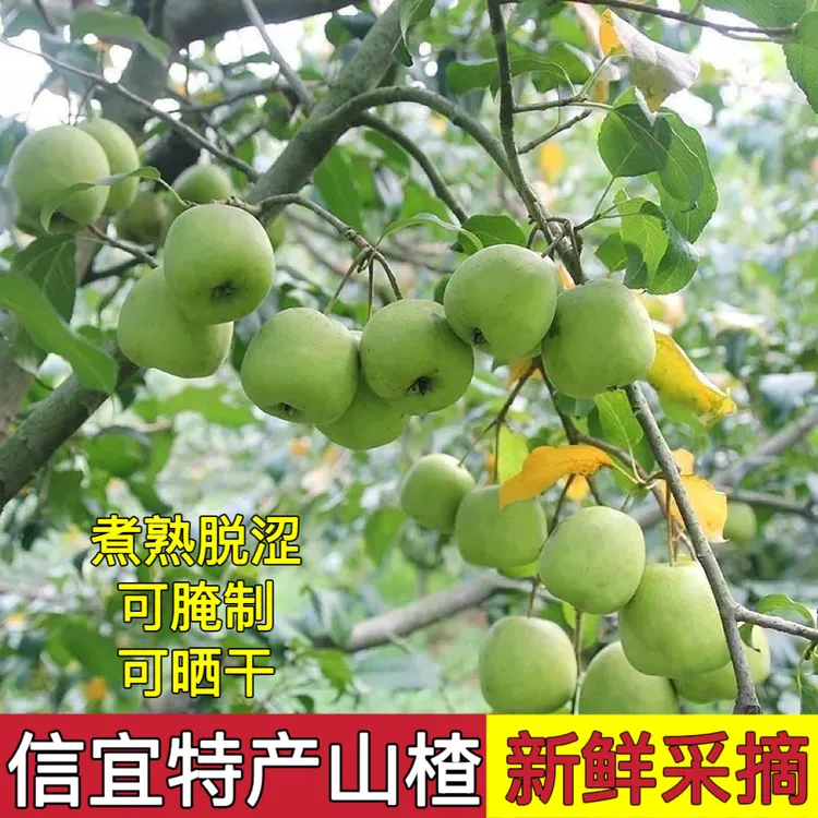 广东信宜青皮山楂新鲜现摘应季水果酸甜脆爽可口特产山楂鲜果