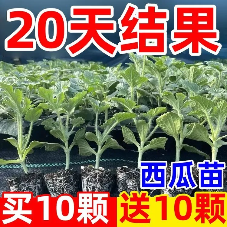 西瓜苗8424麒麟美都无籽西瓜秧苗嫁接苗带原土秧苗地栽盆栽种植苗