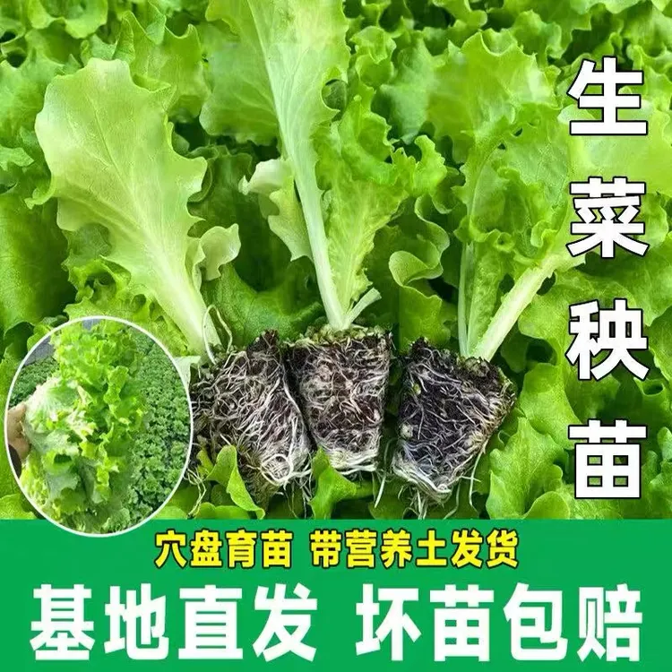 生菜苗秧苗带土意大利大速生奶油阳台水培盆栽种子蔬菜菜秧苗