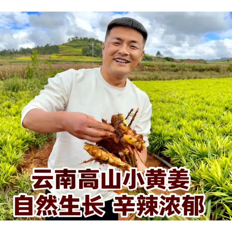 【小永专属】正宗云南小黄姜当季现挖鲜姜农家自种带泥小黄姜