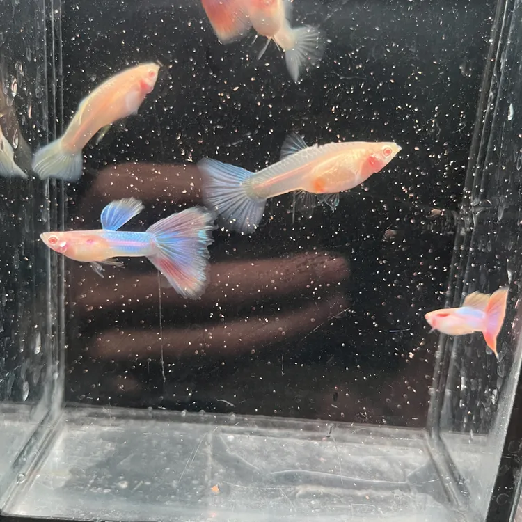 天使彩虹孔雀鱼热带观赏鱼活体淡水好养耐活胎生小型鱼