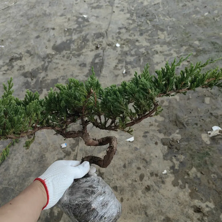 地柏盆景花卉室内外四季常青耐寒地栽盆栽植物 带土球随机发货