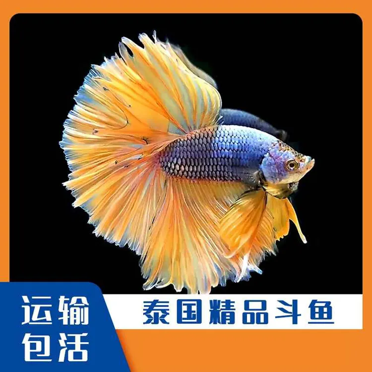 泰国斗鱼活体新手套餐｜半月将军鱼苗热带鱼包邮｜生态缸懒人免打氧