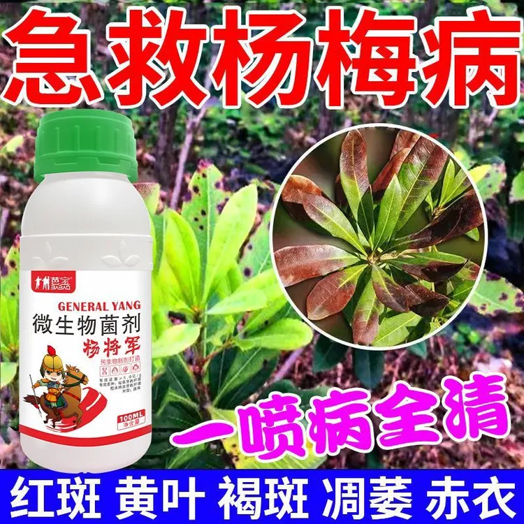 杨梅病全治黄叶病肉葱病炭疽病枯枝病锈病专用杀菌剂杨梅凋萎病药
