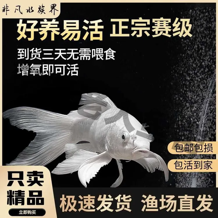 蝴蝶鲤纯种色普身招财纳福白色蝴蝶锦鲤观赏鱼冷水淡水鱼好养耐活