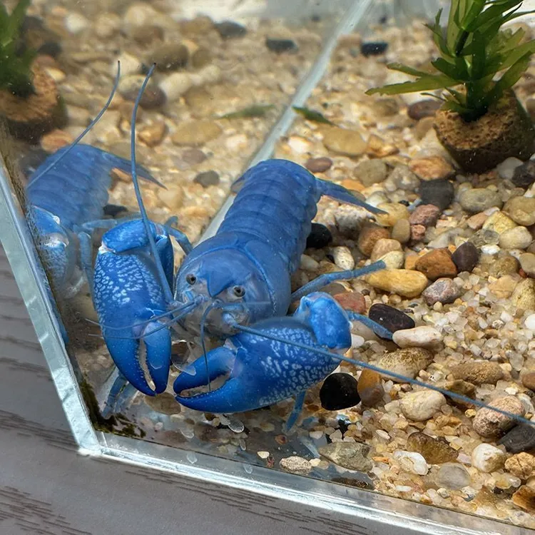 纯种天空蓝鳌虾两只