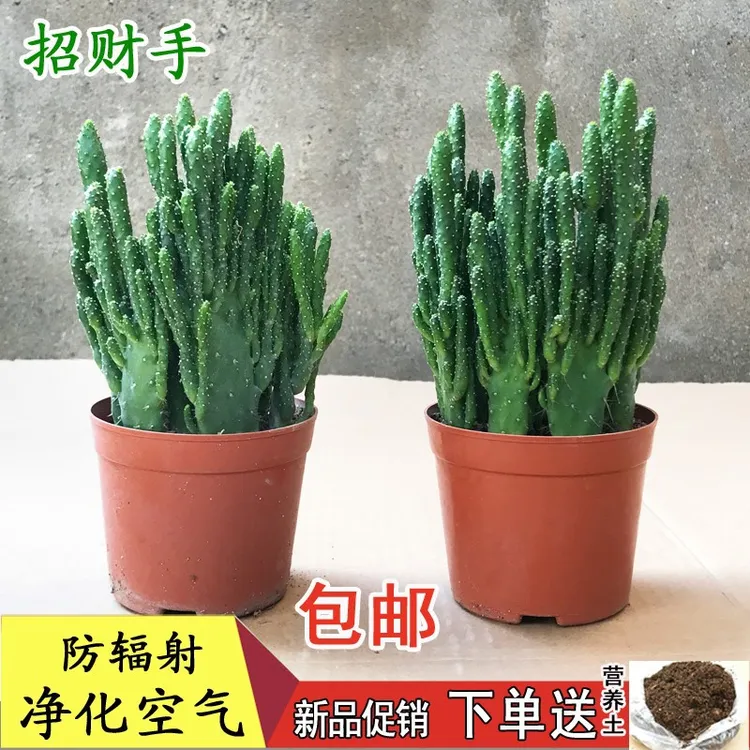 招财手多肉植物组合盆栽仙人掌防绿植办公室内耐寒旱易活净化空气