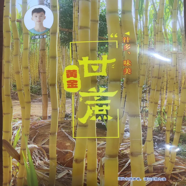 云南黄金甘蔗新鲜开袋即食美味零食产地直发甘蔗软罐头甘蔗肉