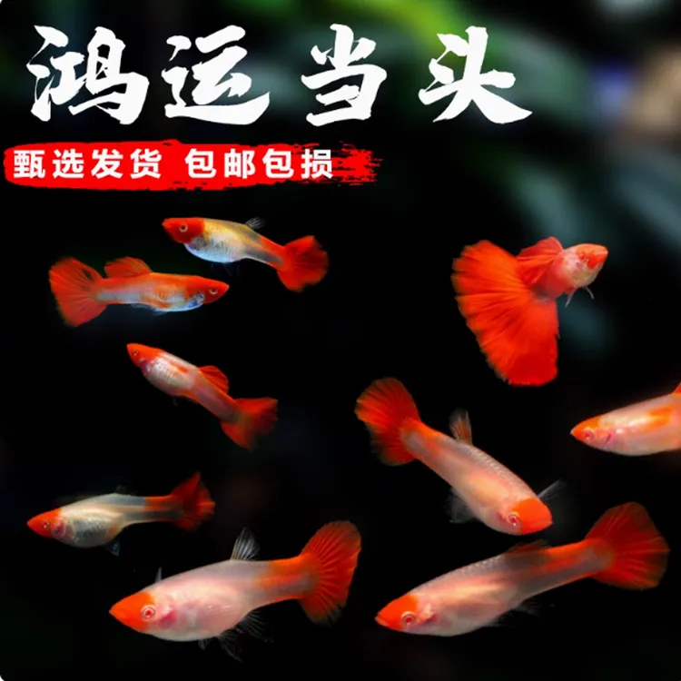 精品鸿运当头孔雀鱼热带鱼缸观赏鱼亚成鱼