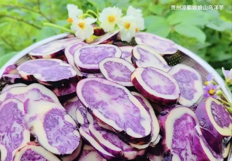 贵州凉都娘娘山高山乌洋芋七彩土豆，紫土豆，紫洋芋，转心乌洋芋