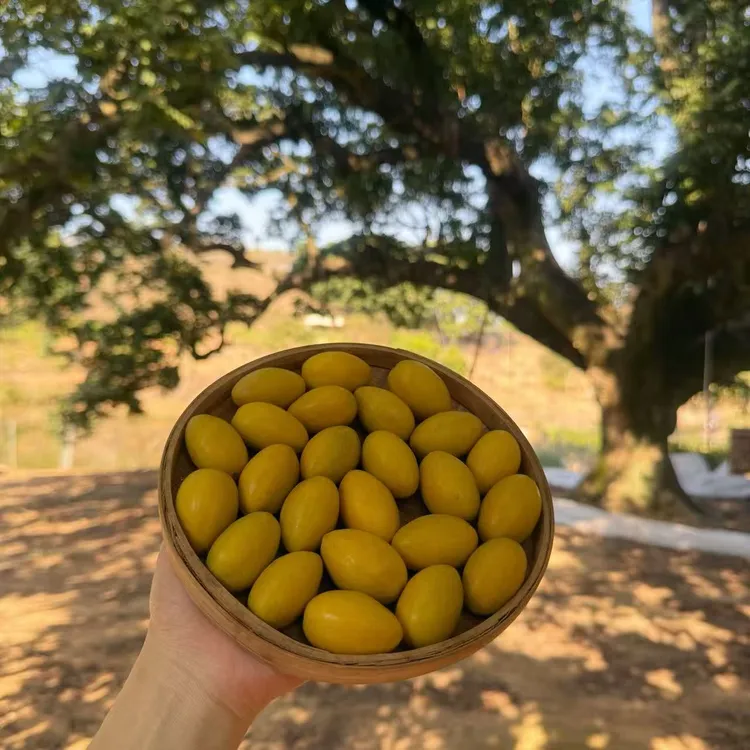 乡里阿蓉【361年下寮三捻橄榄】正宗金灶老树丛三捻橄榄潮汕特产