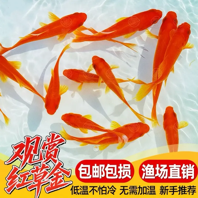 耐活观赏鱼3-5厘米 50条 招财观赏鱼 淡水冷水 烈炎红草金鱼