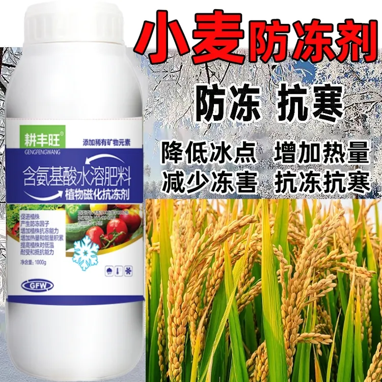 小麦防冻剂小麦防寒抗冻剂小麦用药叶面肥解冻害抗低温小麦防冻液