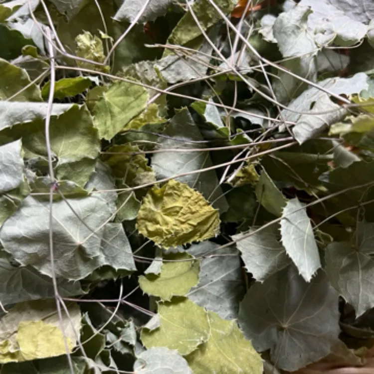 甘肃定西岷县小圆叶淫羊藿可泡水泡酒高含量三枝九叶