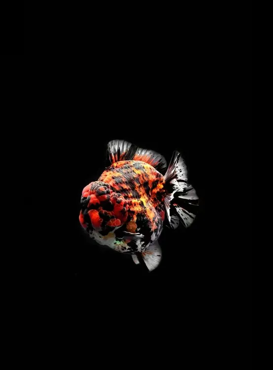 精品原装F1 留养将军短尾狮金鱼 5条 一组 兰寿泰狮金鱼 包邮到家