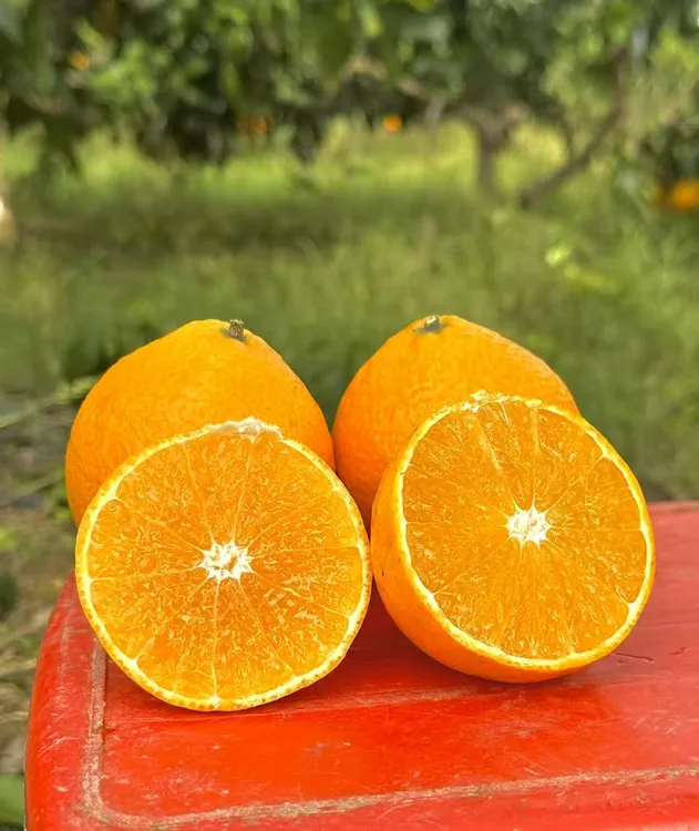红美人泉水柑生态种植果冻橙,自然成熟