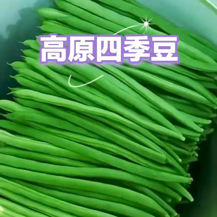 云南露天自种四季豆新鲜脆嫩多汁当季时令蔬菜现摘现发泡沫箱发货