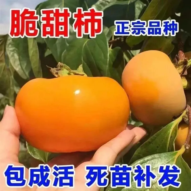 柿子苗树嫁接脆甜柿子树苗带土果苗南北方庭院种植地栽当年结果