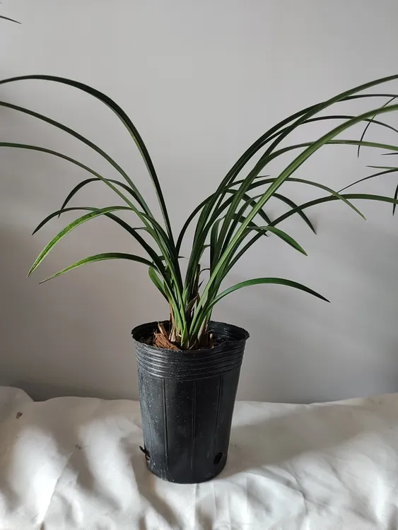 1 棵 4 苗 2 个花苞春兰花开富贵 室内盆栽兰花根好苗壮易开花