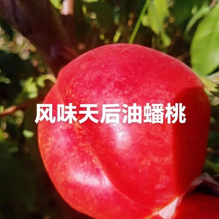 风味天后油蟠桃嫁接枝条 八月底成熟 果实厚重 脆甜口感挂树期长